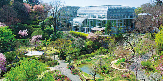 indien - kochi botanisk have_01