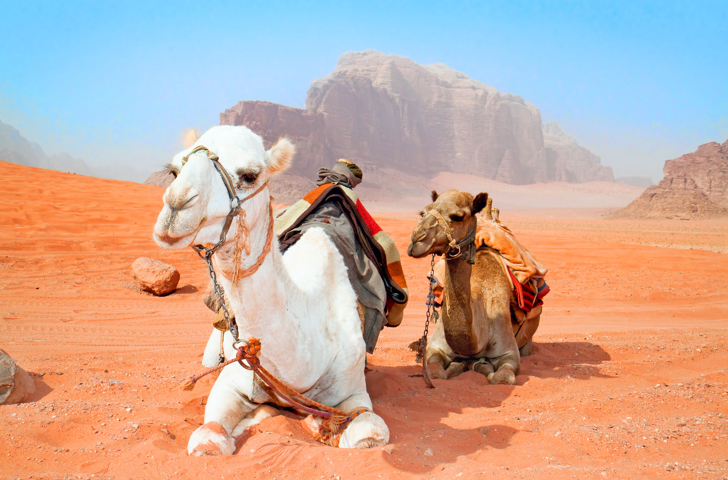 jordan - wadi rum red desert_kamel_01