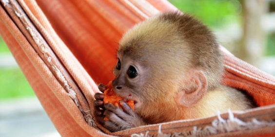 brasilien - amazonas_dyreliv_03