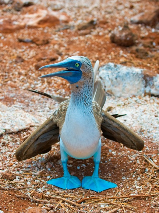 galapagos_fugle_blue footed booby_05