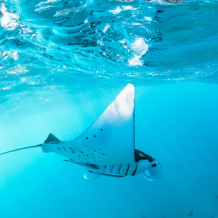 Manta Ray's omkring Lembongan