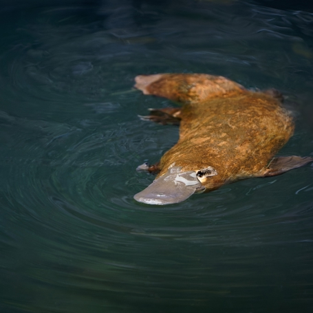 Australien Dyr Naebdyr Shutterstock 2325954073