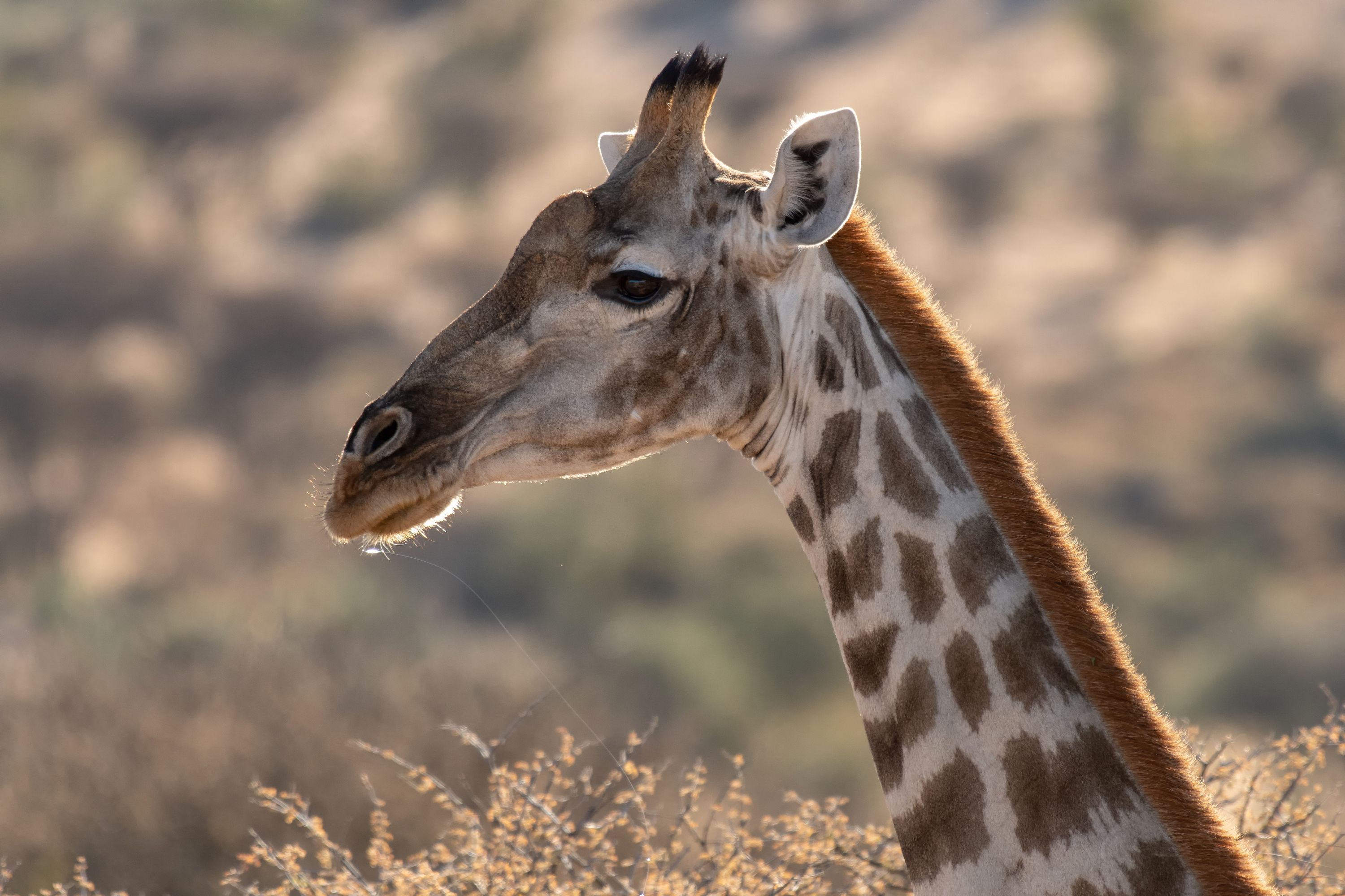 Namibia Gocheganas Giraffe