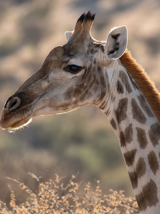 Namibia Gocheganas Giraffe