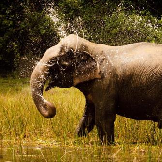 Elefant Ved Wilpattu Nationalpark ´ Mahoora Wilpattu By Eco Team