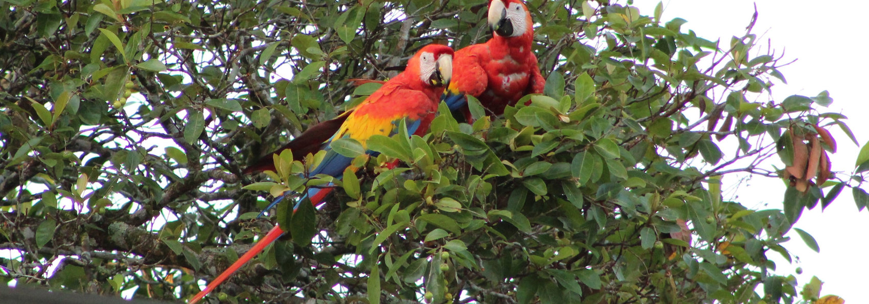 mexico - Palenque_fulge_01