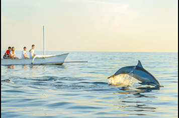 Lovina Delfin 01V2