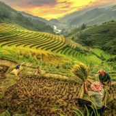 vietnam - vietnam_mu cang chai_yenbai_rismark_01