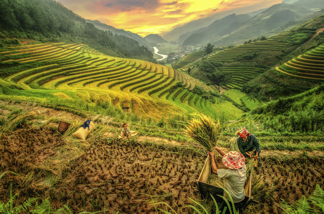 vietnam - vietnam_mu cang chai_yenbai_rismark_01