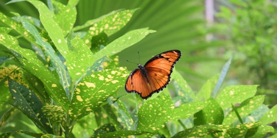 Zanzibar Sommerfugle