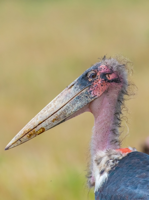 Maraboustork, Ugly Five