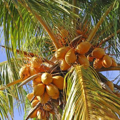 mauritius - mauritius_kokosnoed_01