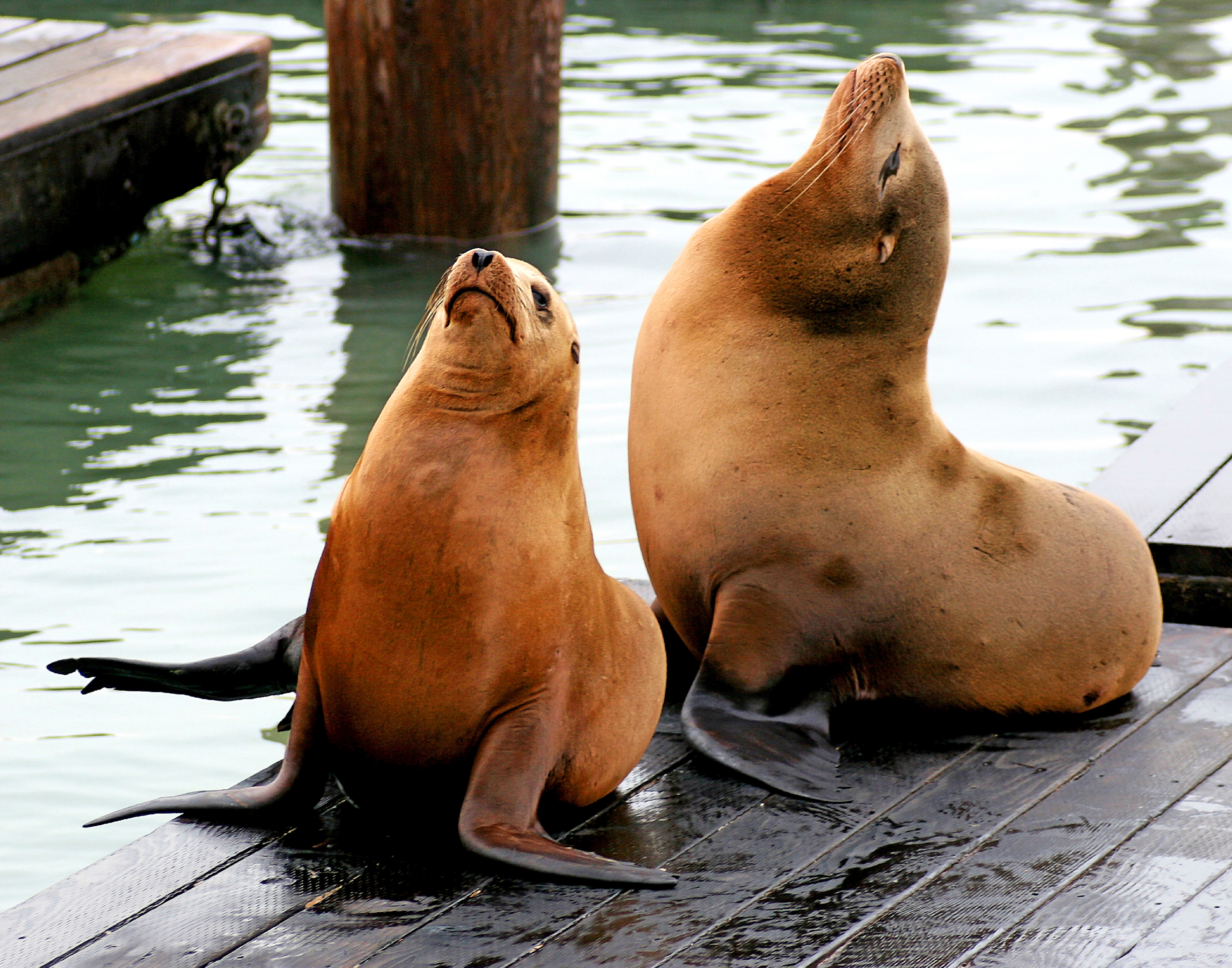 usa - californien_san francisco_pier 39_soeloever_02