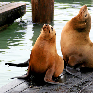 usa - californien_san francisco_pier 39_soeloever_02