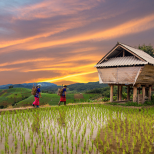 thailand - chiang mai_risterrasse_befolkning_hmong_01