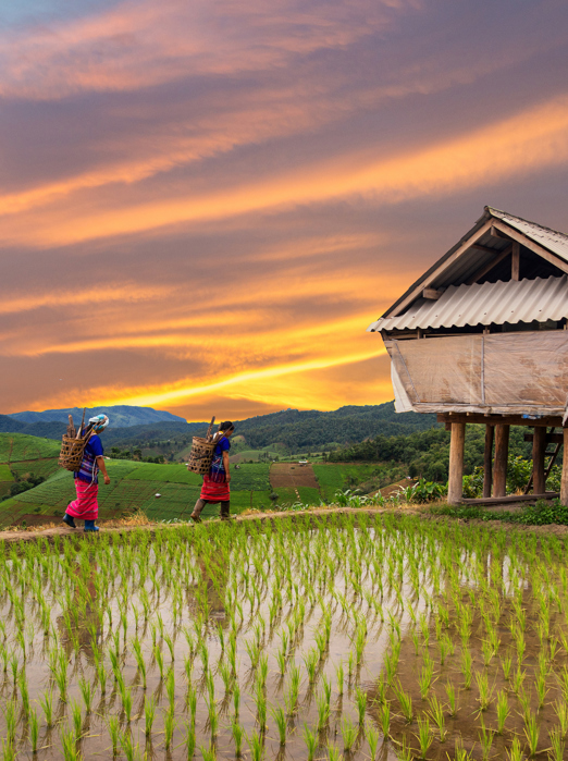 thailand - chiang mai_risterrasse_befolkning_hmong_01