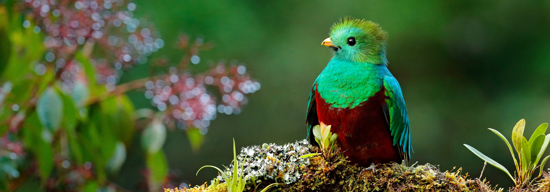 costa rica - Los quetzales national park_quetzalfuglen_01