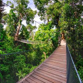 Canopy 03