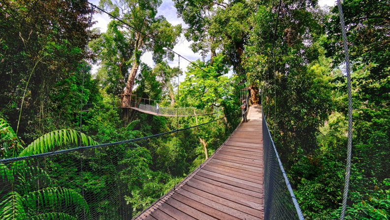 Canopy 03