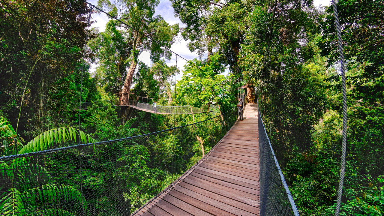 Canopy 03