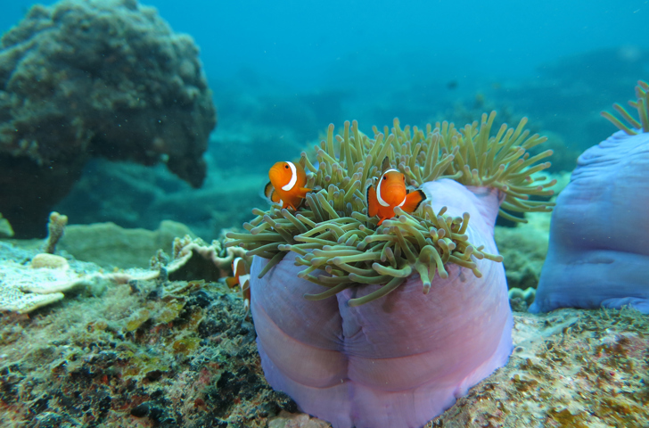 malaysia - Perhentian kecil_snorkling_03
