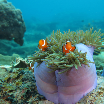 malaysia - Perhentian kecil_snorkling_03