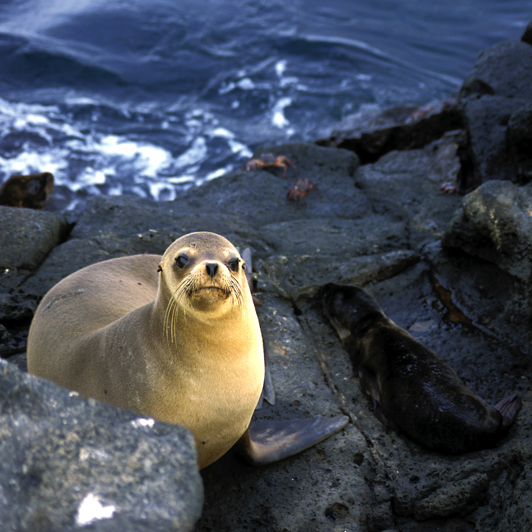 galapagos_sael_01