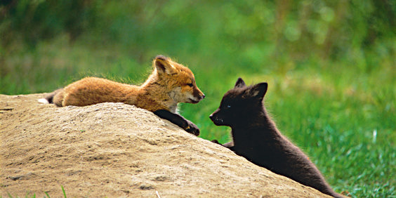 usa - alaska_raev_01