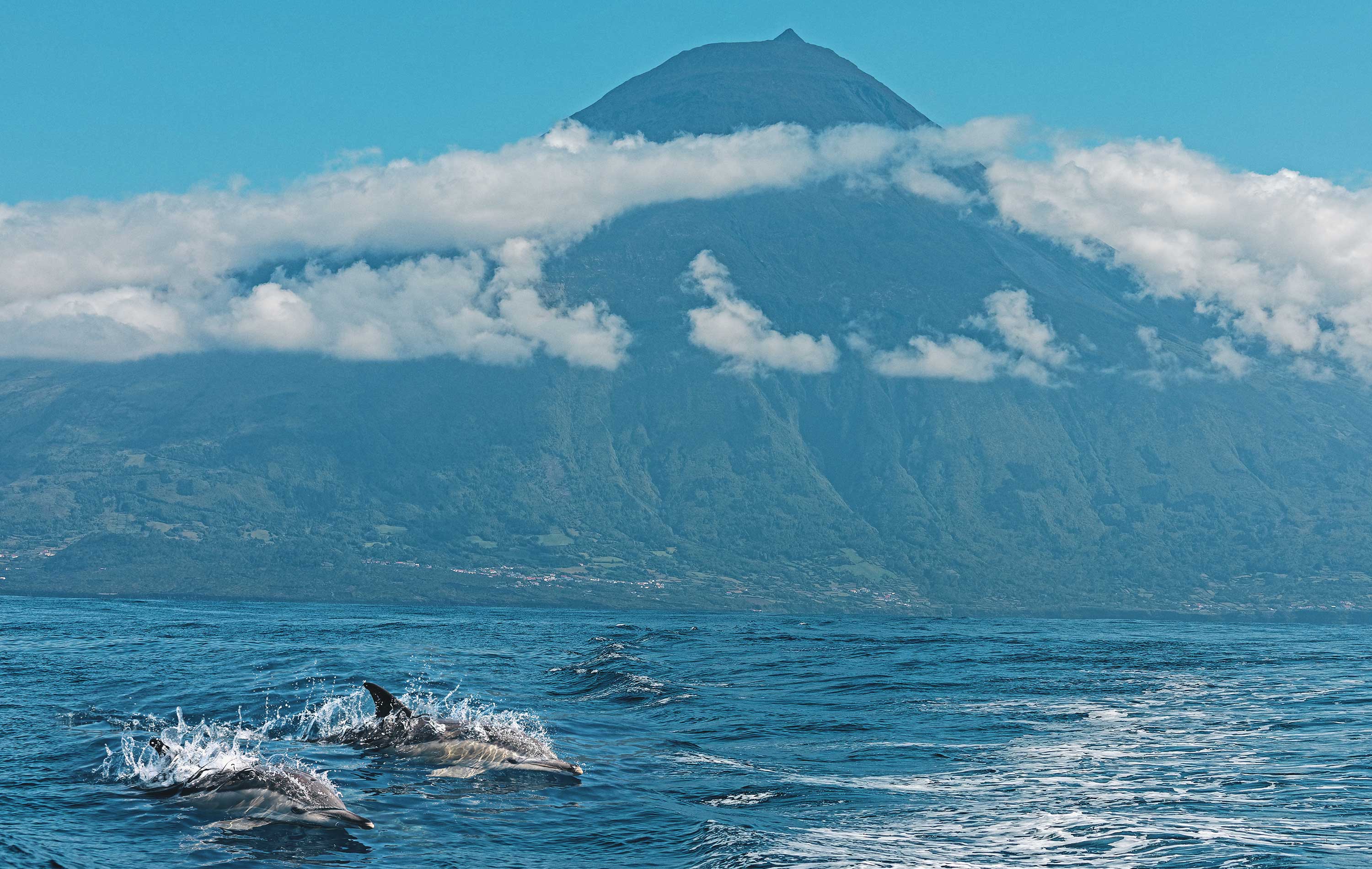 Portugal Azorerne Delfiner Cc