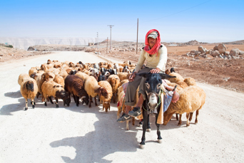 jordan - jordan_befolkning_faarehyrde_01