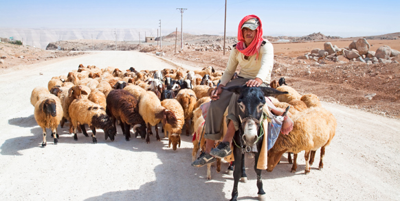 Jordansk fårehyrde