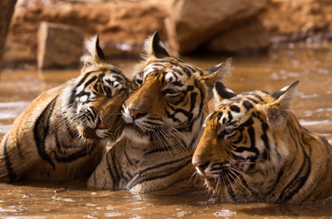 Indien - ranthambore national park_08