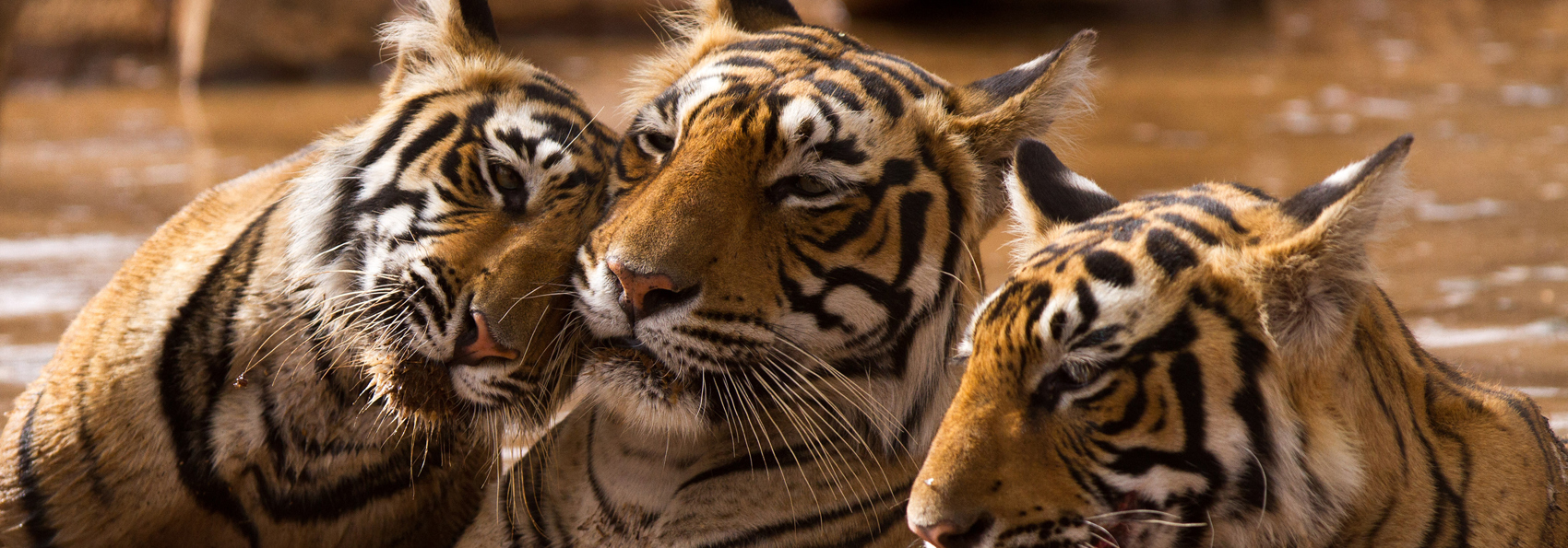 Indien - ranthambore national park_08