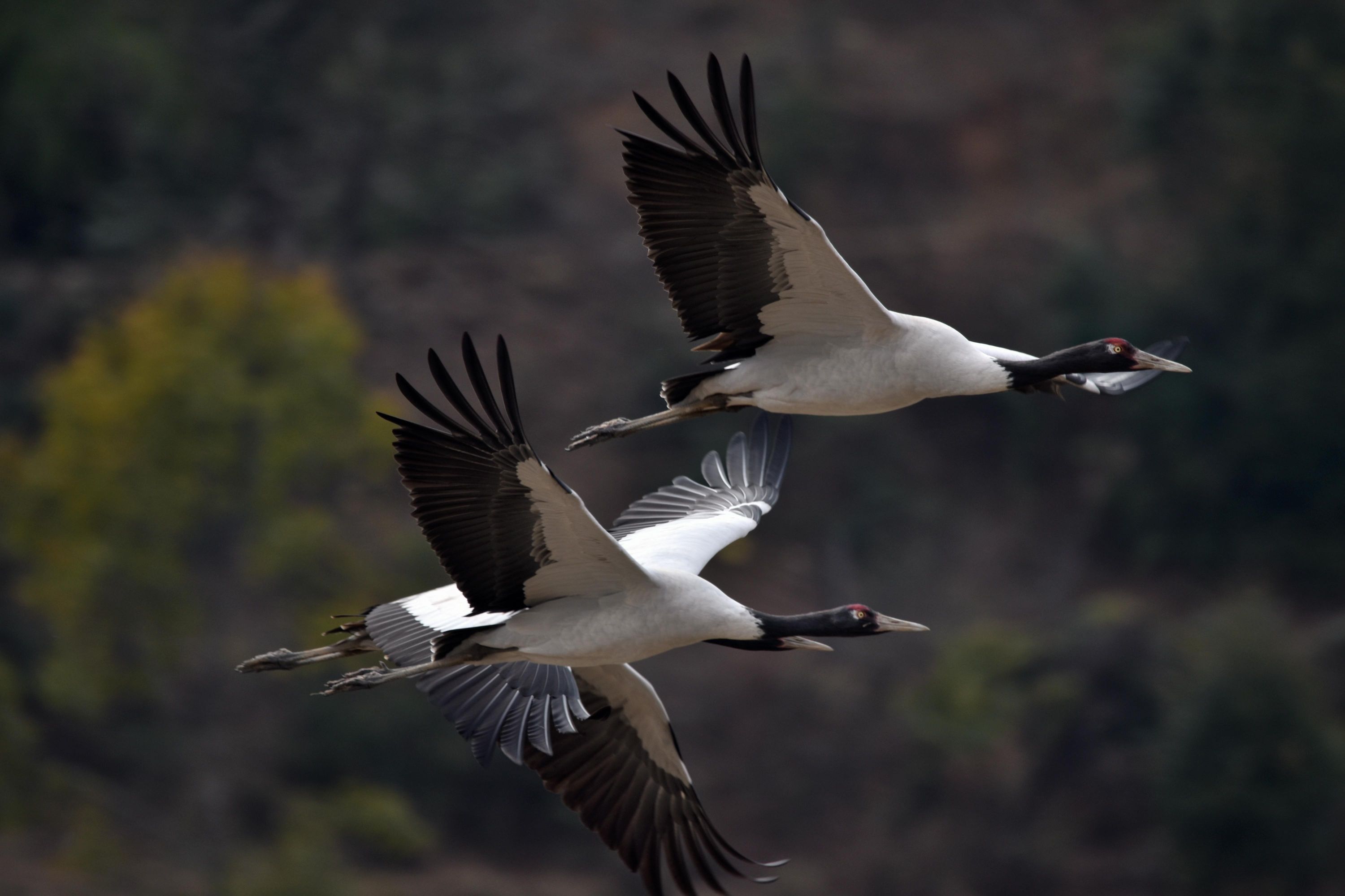 Bhutan Black Neck Cranes Traner