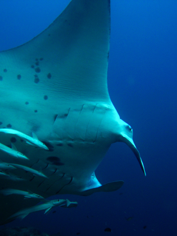 bandos_diving_01