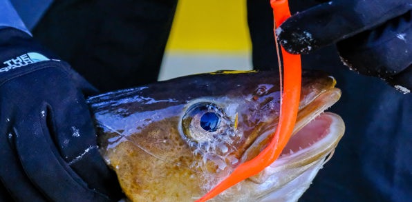 Nuuk Fiskeri 05