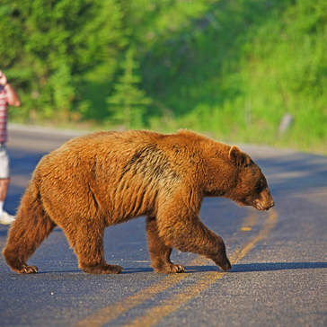 usa - wyoming_yellowstone national park_bjoern_01