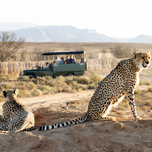 sydafrika - sydafrika_natur_gepard_03