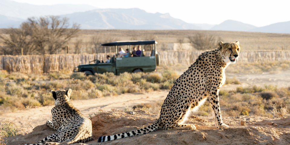 sydafrika - sydafrika_natur_gepard_03