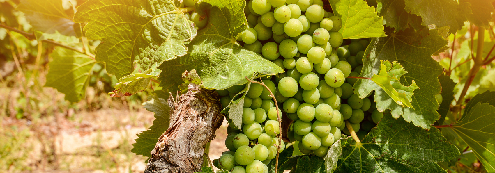 vinho verde_druer_02