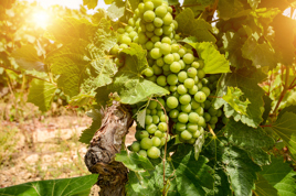 vinho verde_druer_02