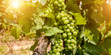 vinho verde_druer_02