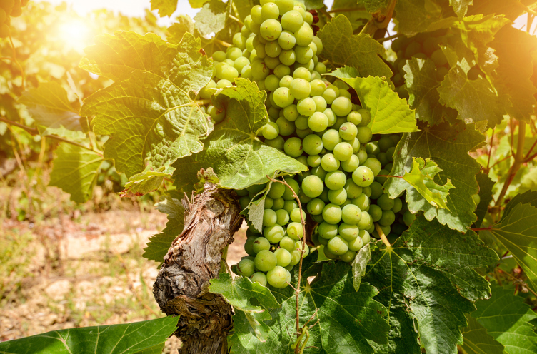vinho verde_druer_02
