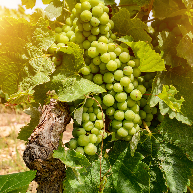 vinho verde_druer_02