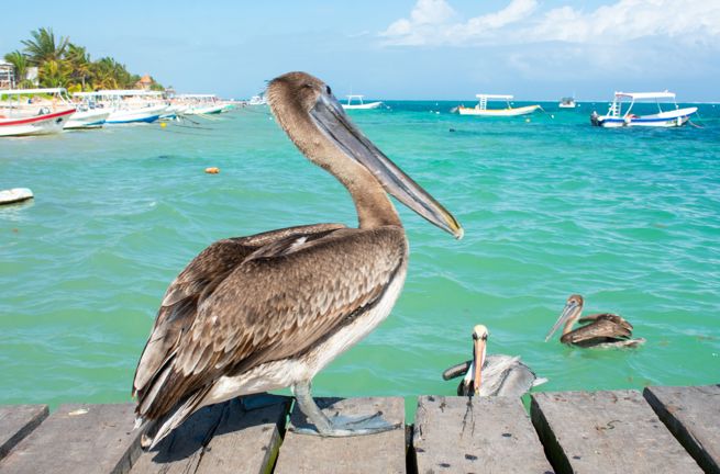 Mexico Puerto Morelos Spot Billed Pelican Grey Pelican