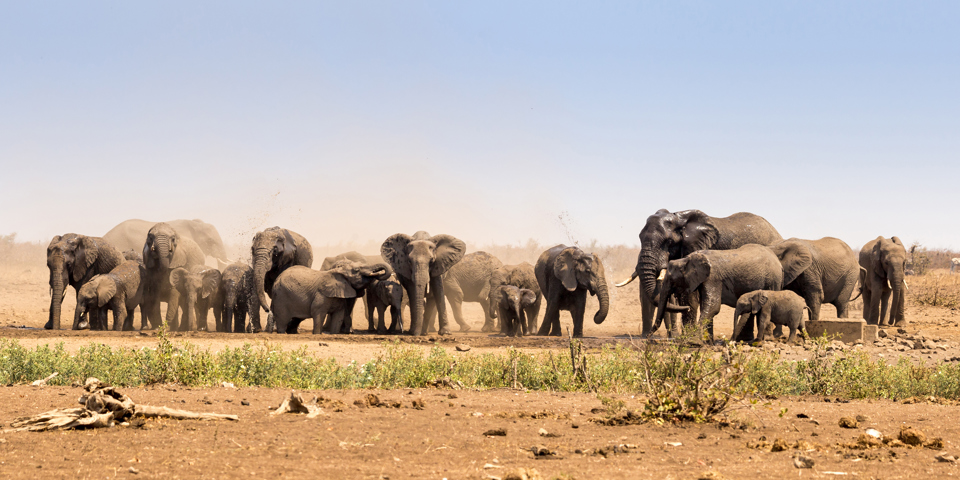 sydafrika - kruger_elefanter_01