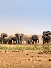 sydafrika - kruger_elefanter_01