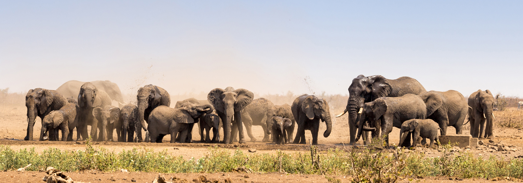 sydafrika - kruger_elefanter_01