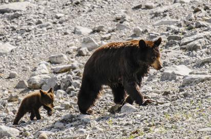 canada - canada_natur_bjoern_07