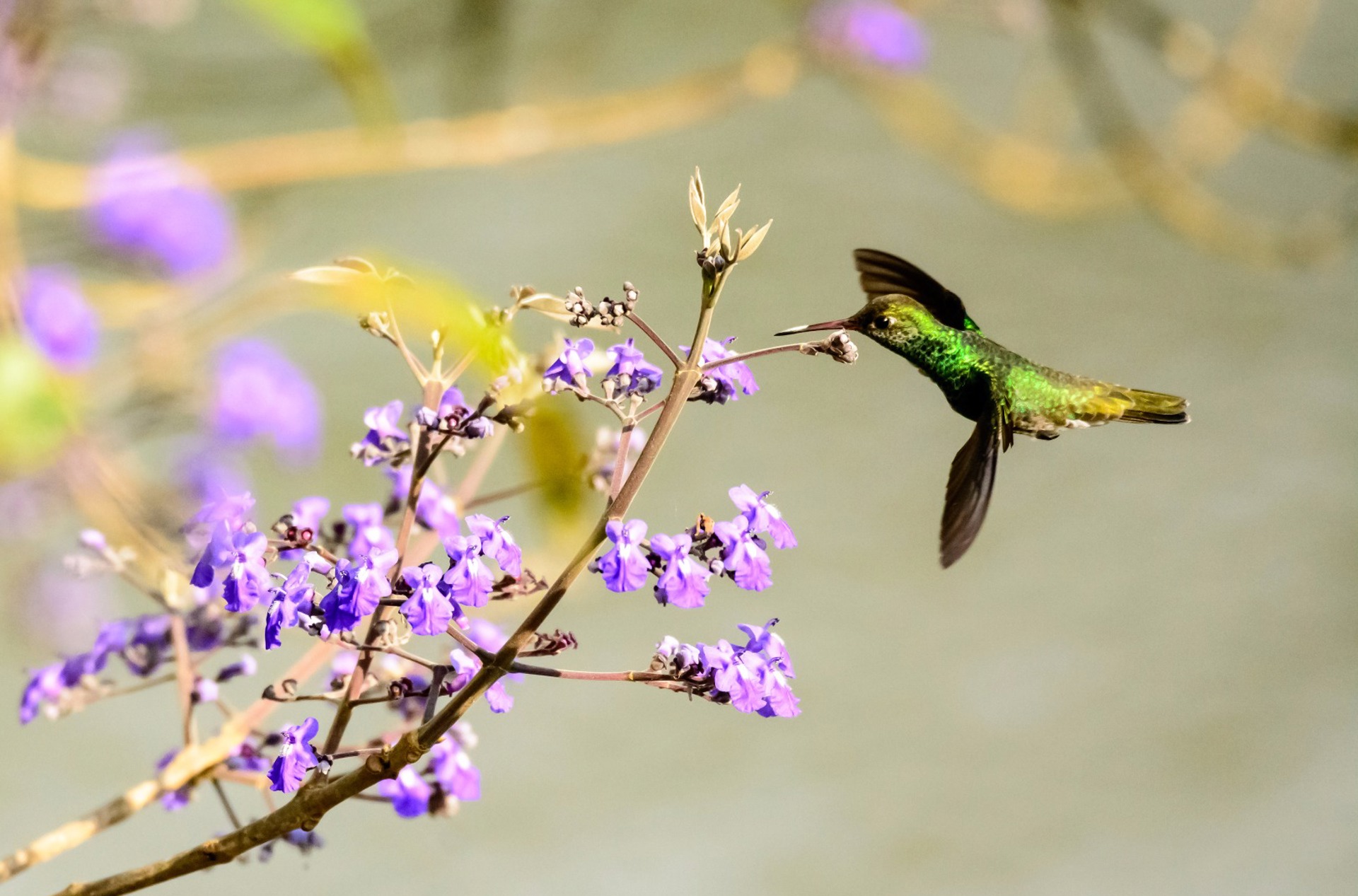 brasilien - amazonas_kolibri_01